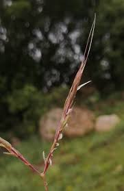 Image result for Diheteropogon filifolius