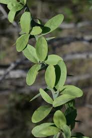 Image result for Balanitaceae