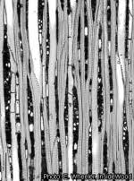 Image result for Trichocladus ellipticus