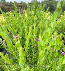 Image result for Polygala gazensis