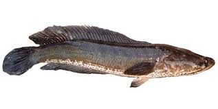 Nama saintifik adalah channa striatus. Kebaikan 5 Produk Pati Ikan Haruan Ceriasihat