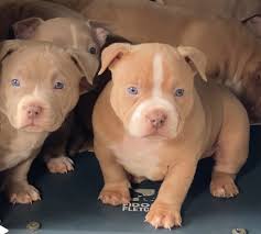 Deadly has been in the cuts but he's ready to work 🔥 the pedigree behind  this boy got a bunch of hitters 🦍