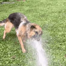 While this seems extremely fun for my dog (just one out of my three dogs loves the water hose) and me, it can get a little bad when i don't want to play and i just want to wash my car or water my plants. Dog Biting Water Gifs Tenor