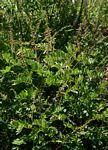 Image result for Tephrosia rhodesica
