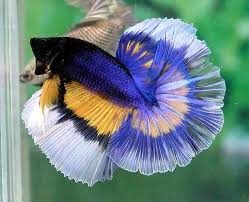 Use the monster to catch the butterfly, cause a few explosions and destroy the floating blocks. Blue And Yellow Butterfly Betta Betta Fish Cool Fish