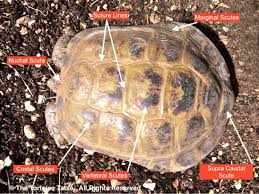 signs of a healthy tortoise