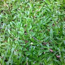 Harga jual rumput gajah lokal surabaya rp.10.000 permeter. New Jual Biji Benih Rumput Gajah Biasa Bibit Rumput Gajah Shopee Indonesia