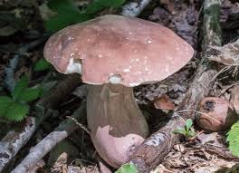 Image result for Boletus separans