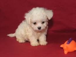 Below you will find a list of havanese breeders located in maine. Havanese Puppies In New York