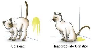 Find out what your cat may be trying to tell you and if you can stop it. Do Female Cats Spray Why You Cat Is Causing A Stink