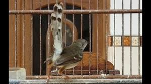 We did not find results for: Ciblek Kristal Putih Gacor Ngebern Santai Untuk Pancingan Ciblek Muda Agar Gacor Youtube