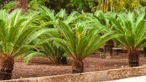 Planting new palms under the canopy of other trees will protect their tender fronds. Palm Trees For Sale Date Palma Dubai