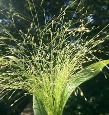 Image result for Panicum monticola