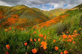 We did not find results for: Walker Canyon Trail Lake Elsinore The Simple Hiker