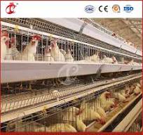 Bestchickencage a Type Layer Cage China Chicken Grower Layer Cage Factory  OEM Custom Easily Clean Wooden Poultry Layer Cage Configuration Chicken  Coop Wire