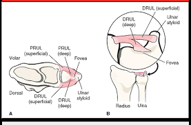 The tfcc is located on the ulnar aspect of the wrist joint between the ulna and the lunate and triquetrum of the proximal carpal row. Triangular Fibrocartillage Complex Injuries Flashcards Quizlet