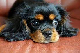Gorgeous Black Tan Cavalier King Charles Spaniel Cavalier King Charles Dog King Charles Cavalier Spaniel Puppy Cavalier King Charles Spaniel Tricolor