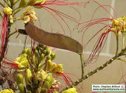 Image result for Erythrostemon gilliesii