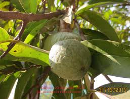 Image result for Annona reticulata