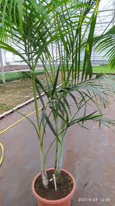 Image result for Dypsis