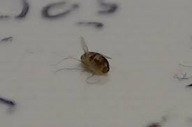What are the tiny scorpion bugs in my mailbox? Small Jumping Bugs Inside Swiss Flat Biology Stack Exchange