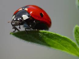 Avoid a ladybug infestation (aka asian lady beetles can ladybugs hurt anything in my house? How To Build A Ladybug House Diy Ladybug House Plans Feltmagnet