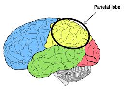 Image result for Parietal Lobe
