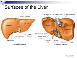 Morphology of liver flukes (with diagram). Accessory Organs Liver Pancreas Spleen Gall Bladder The