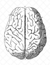 8/3/2017 · midnight amador had no life. Human Brain Illustration Vintage Drawing Antique Drawing Brain Clipart Human Anatomy Printable Artw Brain Illustration Anatomy Images Vintage Drawing