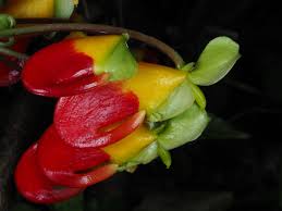 Image result for Impatiens runssorensis