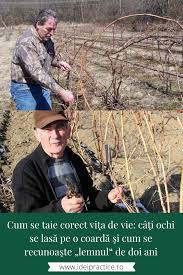 Ambele pot afecta semnificativ producția. Video Cum Se Taie Corect ViÅ£a De Vie CaÅ£i Ochi Se LasÄƒ Pe O CoardÄƒ Si Cum Se Recunoaste Lemnul De Doi Ani