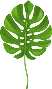 Green leaves jungle jungle background jungle leaves jungle wallpaper leaf leaf background leaves plant plant background. Jungle Leaves Clipart Palm Leaf Clipart Transparent Png Download Full Size Clipart 4246014 Pinclipart