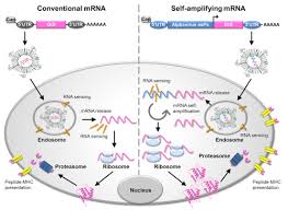 The utilization of rna as a therapeutic tool is not the focus of this. Mrna As A Transformative Technology For Vaccine Development To Control Infectious Diseases Sciencedirect