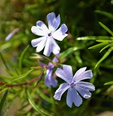 Check spelling or type a new query. Creeping Blue Phlox Next Generation Landscape Nursery