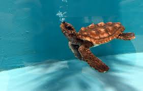 The baby loggerhead sea turtle who lives at the adventure aquarium in camden finally has a name — tortuga. Emme Olive Ridley Project