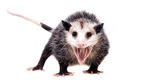 Opossums These Misunderstood Marsupials Clean Up Our Yards And Even Help Fight Lyme Disease Nature Of Things
