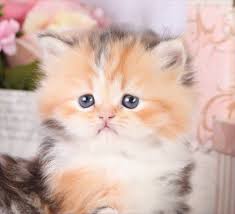 The most interesting things you should know are. Persian Calico Kittens For Sale Callie Calico Persian Kitten Cute Cats And Kittens Kittens Cutest Pretty Cats