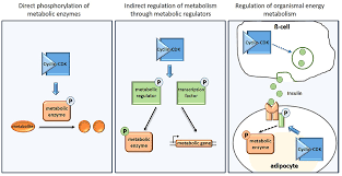 Maybe you would like to learn more about one of these? Frontiers Fueling The Cycle Cdks In Carbon And Energy Metabolism Cell And Developmental Biology