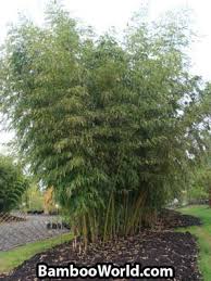 Image result for Justicia phyllostachys