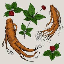 Notoginseng), and american ginseng (p. Free Vector Draw With Ginseng Plant