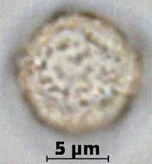 Image result for Elatostema paivaeanum