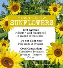 how to grow sunflowers and what to avoid growing