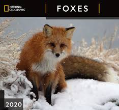 National Geographic Foxes 2020 Wall Calendar Zebra Publishing 9781772183917 Amazon Com Books Fox National Geographic Dog Calendar