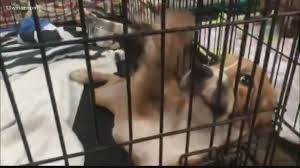 Almost 25% of the dogs that enter local animal shelters have a documented pedigree. They Are Being Forced To Euthanize Central Georgia Animals Shelters Reach Capacity 13wmaz Com