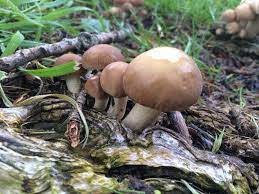 We did not find results for: Poplar Mushroom