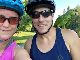 My parents found a parrot in Brickfield park this evening. Did anyone lose  one ? He/ she is exhausted for their ordeal and I am sure the little guy  would be happy