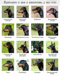 tcroutons zhivotnye doberman shenki smeshnye fotografii zhivotnyh