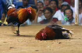 High quality fighting rooster gifts and merchandise. 5 Shocking Things You Didn T Know About Cockfighting One Green Planet