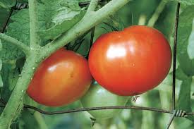 We did not find results for: How To Grow Beefsteak Tomatoes Finegardening