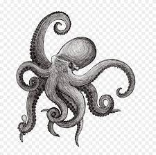 This will help you to outline the lower portion of the head. Octopus Drawing Squid Kraken Cephalopod Octopus Drawing Png Clipart 5683287 Pinclipart